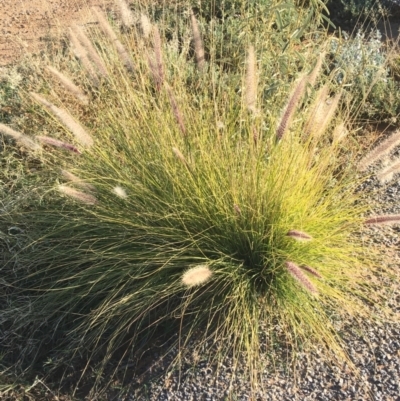 Cenchrus setaceus (African Fountain Grass) at Tibooburra, NSW - 29 Jun 2021 by Ned_Johnston