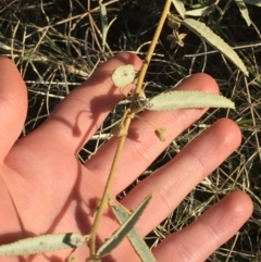 Sida petrophila at Tibooburra, NSW - 29 Jun 2021