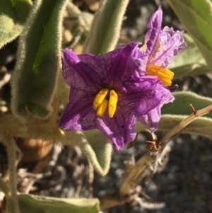 Solanum sturtianum at Tibooburra, NSW - 29 Jun 2021 03:42 PM