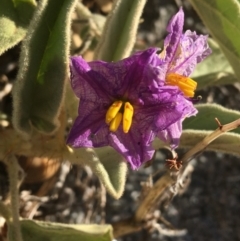 Unidentified Plant (TBC) at Tibooburra, NSW - 29 Jun 2021 by Ned_Johnston
