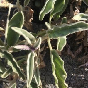 Solanum sturtianum at Tibooburra, NSW - 29 Jun 2021