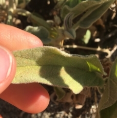 Solanum sturtianum at Tibooburra, NSW - 29 Jun 2021