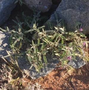 Solanum sturtianum at Tibooburra, NSW - 29 Jun 2021 03:42 PM