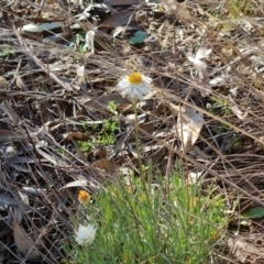 Leucochrysum albicans subsp. tricolor (Hoary Sunray) at Isaacs, ACT - 22 Aug 2021 by Mike