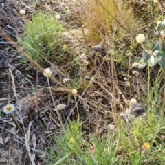 Leucochrysum albicans subsp. tricolor at Isaacs, ACT - 22 Aug 2021