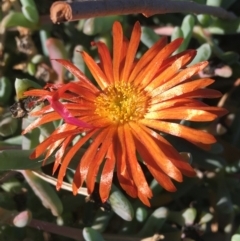 Unidentified Plant at Tibooburra, NSW - 29 Jun 2021 by Ned_Johnston