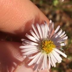 Brachyscome dentata (Lobe-Seed Daisy) at Tibooburra, NSW - 29 Jun 2021 by Ned_Johnston