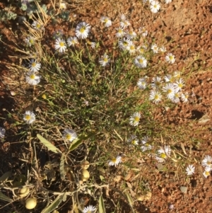 Brachyscome dentata at Tibooburra, NSW - 29 Jun 2021