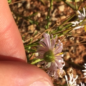 Brachyscome dentata at Tibooburra, NSW - 29 Jun 2021