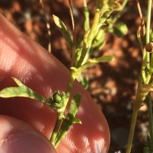 Brachyscome dentata at Tibooburra, NSW - 29 Jun 2021