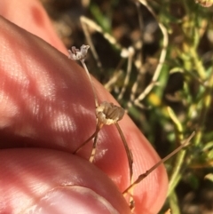 Brachyscome dentata at Tibooburra, NSW - 29 Jun 2021 03:51 PM