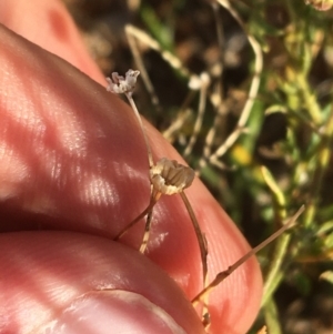 Brachyscome dentata at Tibooburra, NSW - 29 Jun 2021