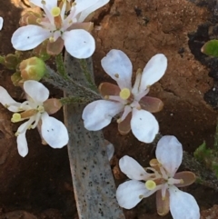 Arabidella eremigena at Tibooburra, NSW - 30 Jun 2021 by NedJohnston