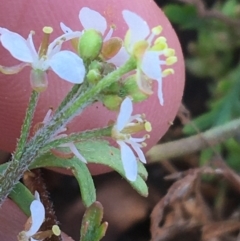 Arabidella eremigena at suppressed - 30 Jun 2021