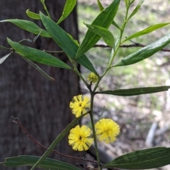 Acacia verniciflua (Varnish Wattle) at Albury - 22 Aug 2021 by Darcy