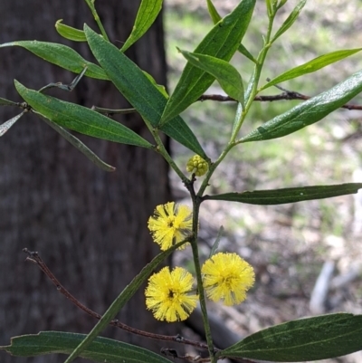 Acacia verniciflua (Varnish Wattle) at Table Top, NSW - 22 Aug 2021 by Darcy