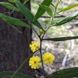 Acacia verniciflua at Table Top, NSW - 22 Aug 2021 10:23 AM