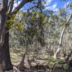 Acacia verniciflua at Table Top, NSW - 22 Aug 2021 10:23 AM