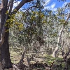 Acacia verniciflua at Table Top, NSW - 22 Aug 2021