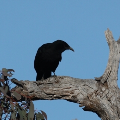 Corcorax melanorhamphos (White-winged Chough) at Majura, ACT - 10 Aug 2021 by jb2602