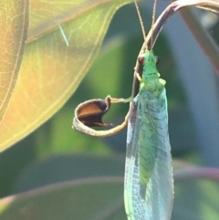 Unidentified Lacewing (Neuroptera) at Sturt National Park - 30 Jun 2021 by Ned_Johnston