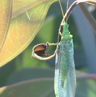 Unidentified Lacewing (Neuroptera) at Sturt National Park - 30 Jun 2021 by Ned_Johnston