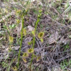 Drosera auriculata (Tall Sundew) at Table Top, NSW - 22 Aug 2021 by Darcy
