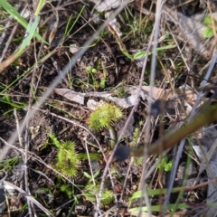 Drosera auriculata at Table Top, NSW - 22 Aug 2021 10:23 AM