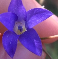 Wahlenbergia capillaris at Sturt National Park - 30 Jun 2021 by Ned_Johnston