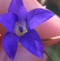 Wahlenbergia sp. (TBC) at Tibooburra, NSW - 30 Jun 2021 by Ned_Johnston