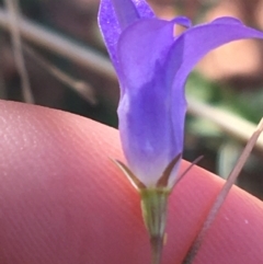 Wahlenbergia capillaris at Sturt National Park - 30 Jun 2021 10:19 AM