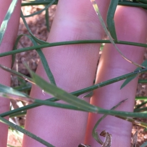 Wahlenbergia capillaris at Sturt National Park - 30 Jun 2021