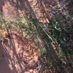 Wahlenbergia capillaris at Sturt National Park - 30 Jun 2021 10:19 AM