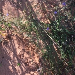 Wahlenbergia capillaris at Sturt National Park - 30 Jun 2021