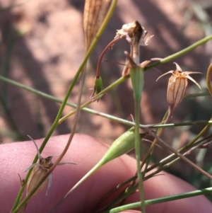 Wahlenbergia capillaris at Sturt National Park - 30 Jun 2021