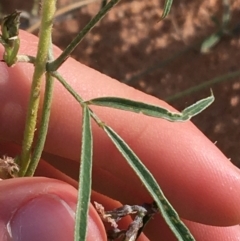 Glycine canescens at Tibooburra, NSW - 30 Jun 2021 10:20 AM