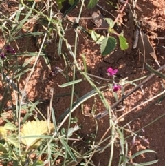 Glycine canescens at Tibooburra, NSW - 30 Jun 2021