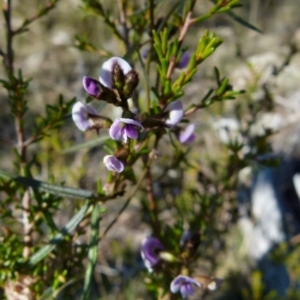 Glycine clandestina at Boro, NSW - 17 Aug 2021