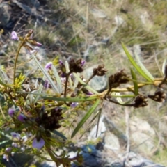 Glycine clandestina at Boro, NSW - 17 Aug 2021