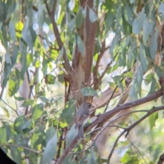 Pachycephala pectoralis (Golden Whistler) at Nine Mile Reserve - 22 Aug 2021 by Darcy