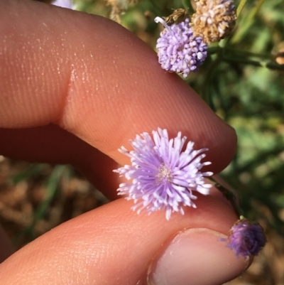 Minuria integerrima (Native Daisy) at Sturt National Park - 30 Jun 2021 by NedJohnston