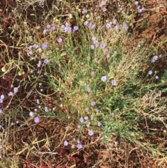 Minuria integerrima at suppressed - 30 Jun 2021 11:50 AM