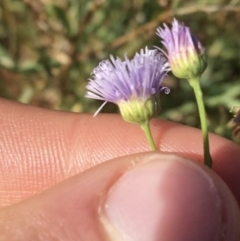 Minuria integerrima at suppressed - 30 Jun 2021 11:50 AM