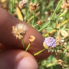 Minuria integerrima at suppressed - 30 Jun 2021 11:50 AM