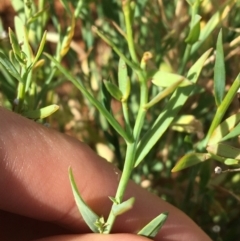 Minuria integerrima at suppressed - 30 Jun 2021 11:50 AM