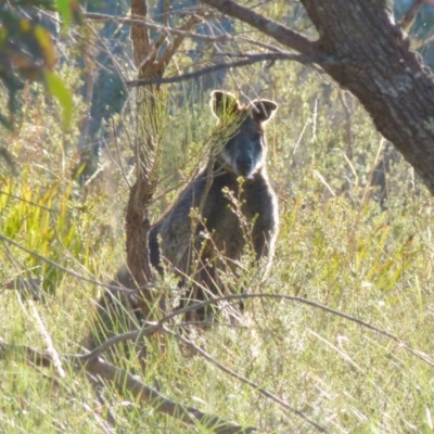 Wallabia bicolor (Swamp Wallaby) at Boro, NSW - 17 Aug 2021 by Paul4K