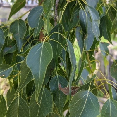 Brachychiton populneus (Kurrajong) at Albury - 22 Aug 2021 by Darcy