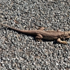 Pogona barbata (Eastern Bearded Dragon) at Aranda, ACT - 22 Aug 2021 by KMcCue