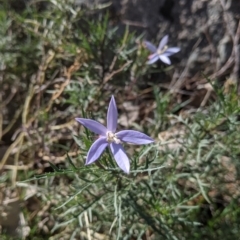 Isotoma axillaris (Australian Harebell, Showy Isotome) at Albury - 22 Aug 2021 by Darcy