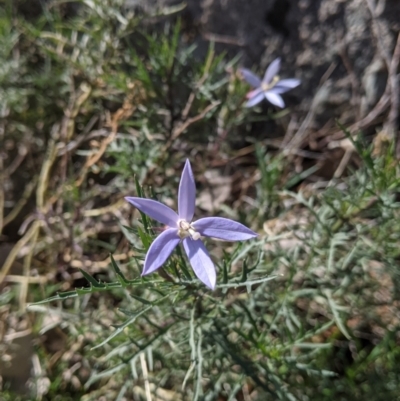Isotoma axillaris (Australian Harebell, Showy Isotome) at Nine Mile Reserve - 22 Aug 2021 by Darcy